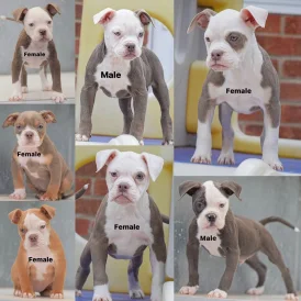 English Bulldog - Both