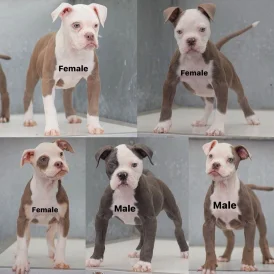 English Bulldog - Both