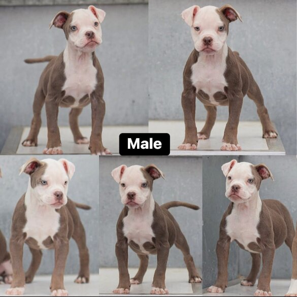English Bulldog - Both