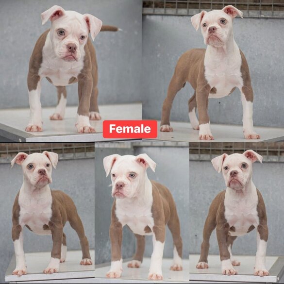English Bulldog - Both