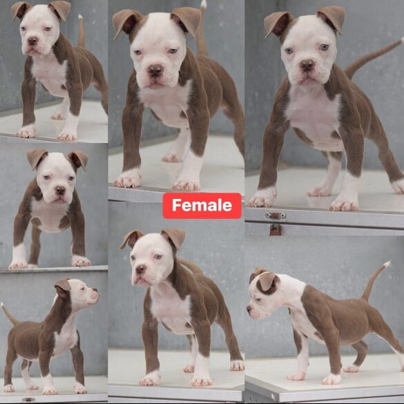 English Bulldog - Both