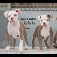 English Bulldog - Both