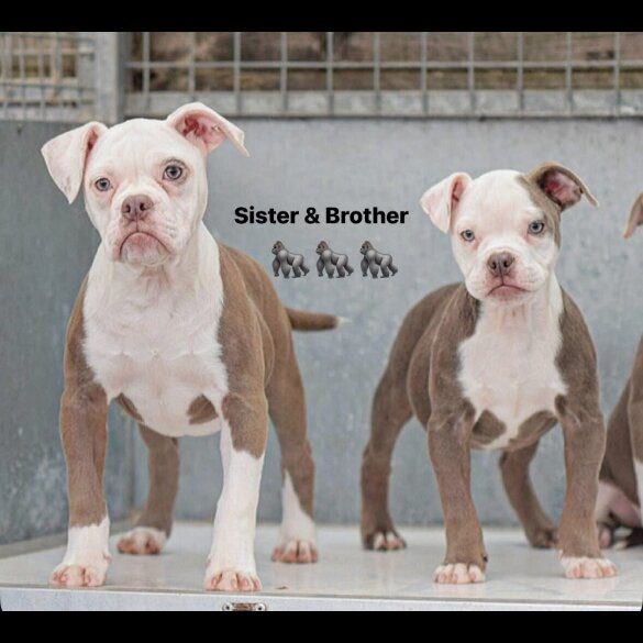 English Bulldog - Both