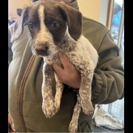 English Springer Spaniel - Bitches