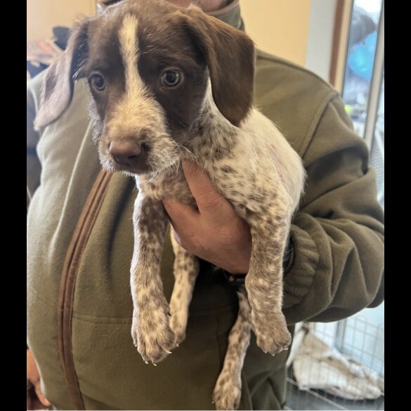 English Springer Spaniel - Bitches