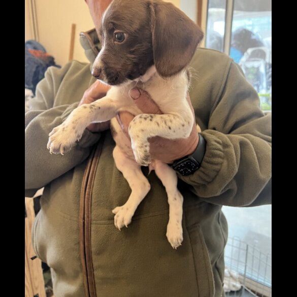 English Springer Spaniel - Bitches