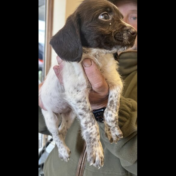 English Springer Spaniel - Bitches