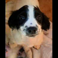 English Springer Spaniel - Bitches