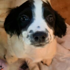 English Springer Spaniel - Bitches