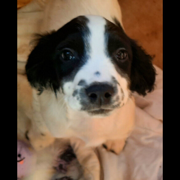English Springer Spaniel - Bitches