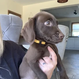 Weimaraner - Both