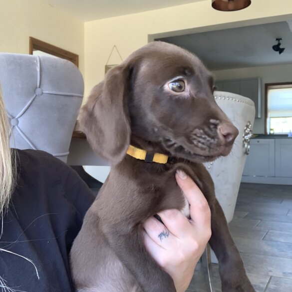 Weimaraner - Both