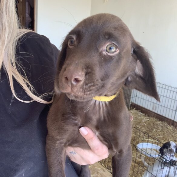 Weimaraner - Both