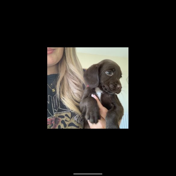 Weimaraner - Both