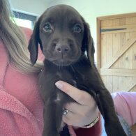 Weimaraner - Both