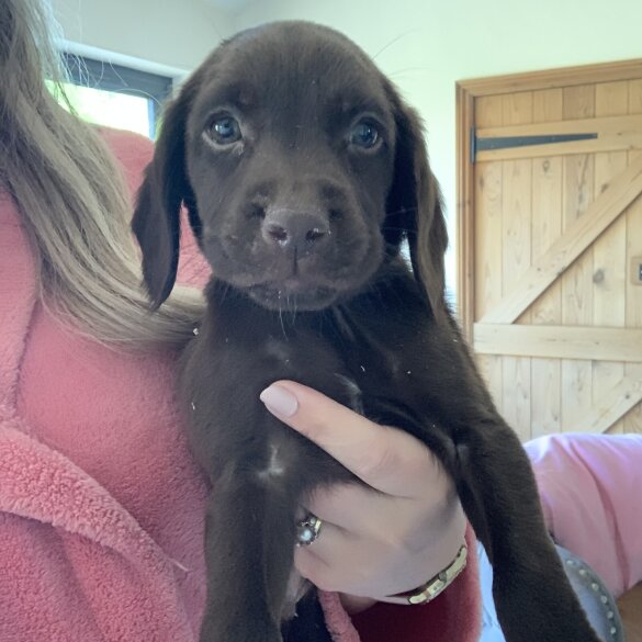 Weimaraner - Both