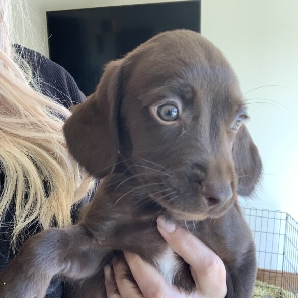 Weimaraner - Both