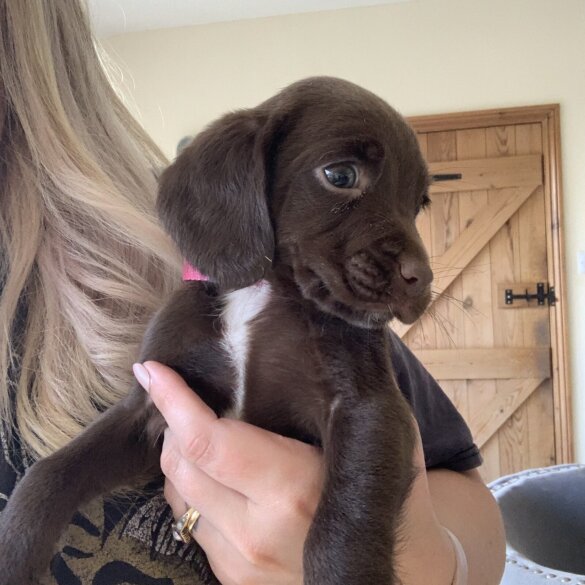 Weimaraner - Both
