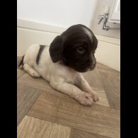 English Springer Spaniel - Both