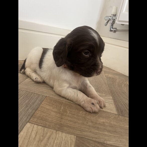 English Springer Spaniel - Both
