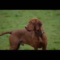 Hungarian Vizsla - Both