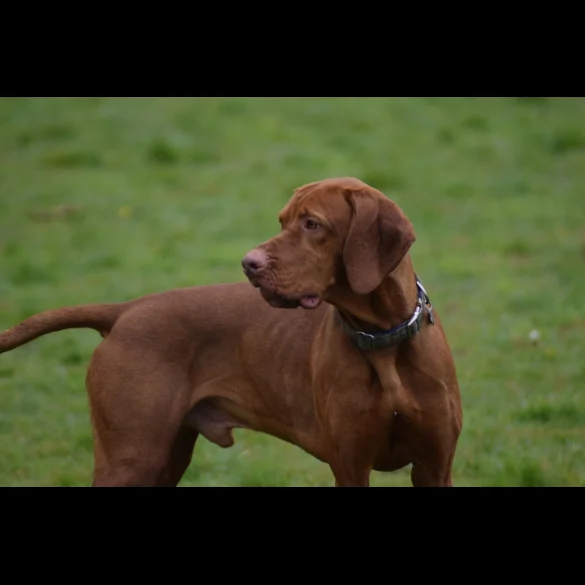 Hungarian Vizsla - Both