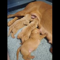 Hungarian Vizsla - Both