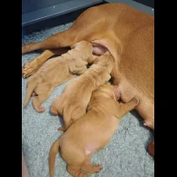 Hungarian Vizsla - Both
