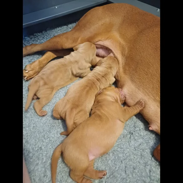 Hungarian Vizsla - Both