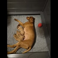 Hungarian Vizsla - Both