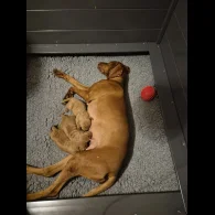 Hungarian Vizsla - Both