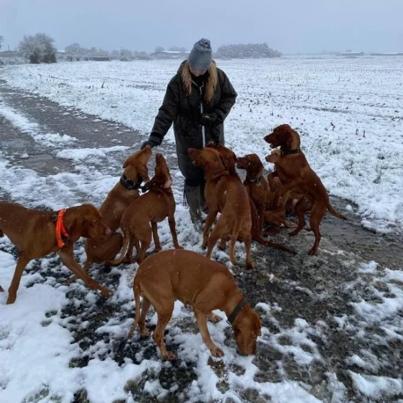 Hungarian Vizsla - Both