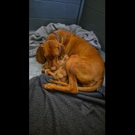 Hungarian Vizsla - Both