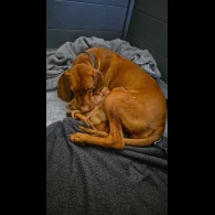 Hungarian Vizsla - Both