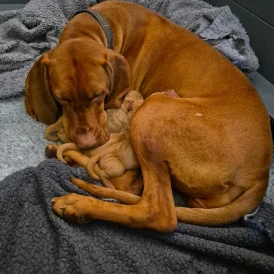 Hungarian Vizsla - Both