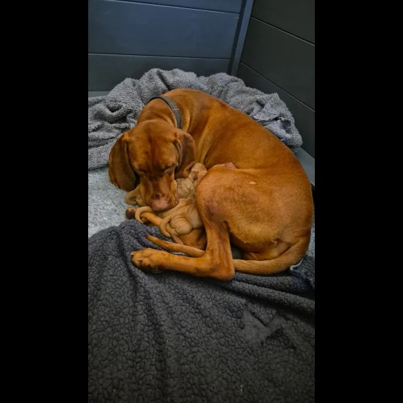 Hungarian Vizsla - Both