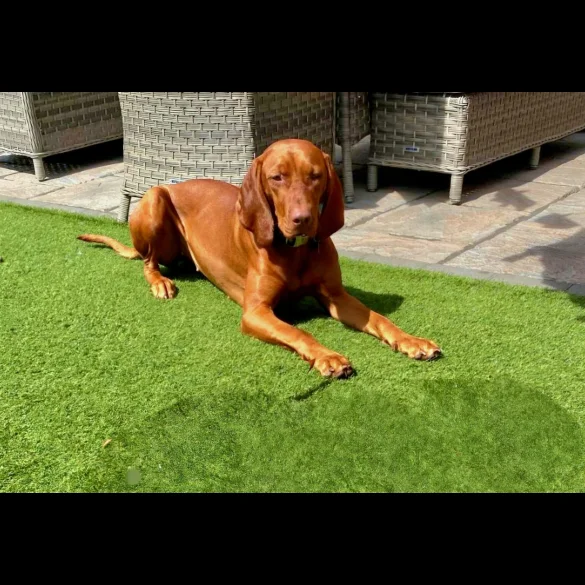 Hungarian Vizsla - Both
