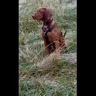 Hungarian Vizsla - Both
