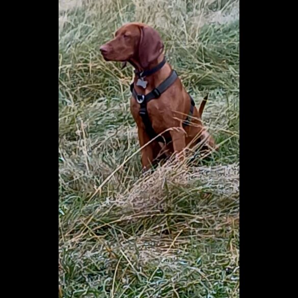 Hungarian Vizsla - Both