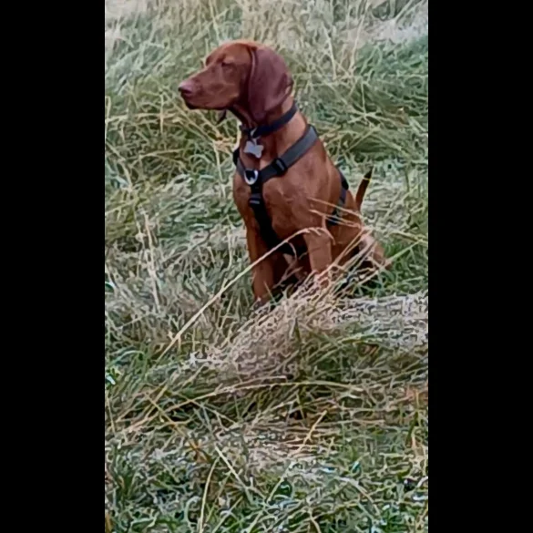 Hungarian Vizsla - Both