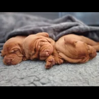 Hungarian Vizsla - Both