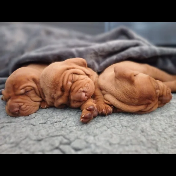 Hungarian Vizsla - Both