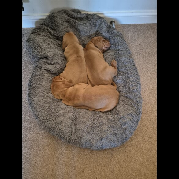 Hungarian Vizsla - Both