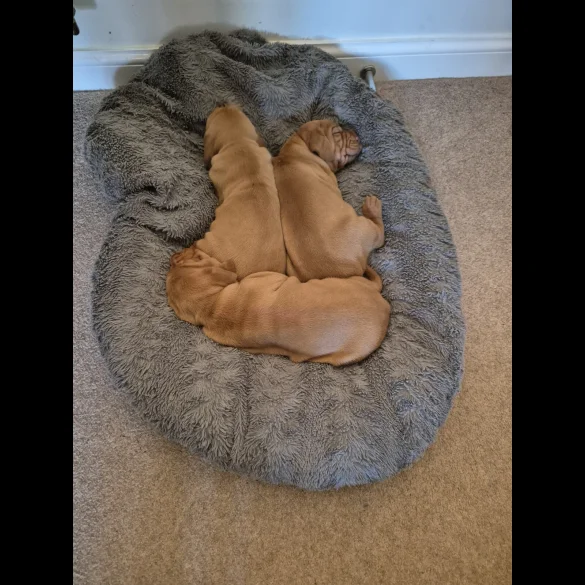 Hungarian Vizsla - Both