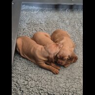 Hungarian Vizsla - Both