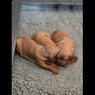 Hungarian Vizsla - Both