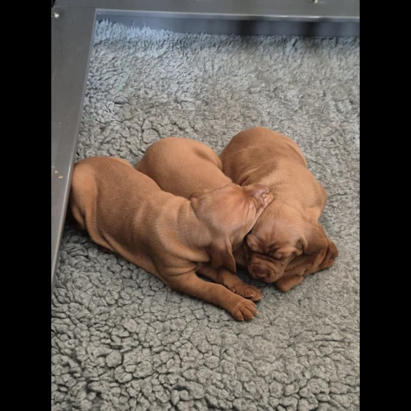 Hungarian Vizsla - Both