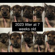 German Shepherd (Alsatian) - Both