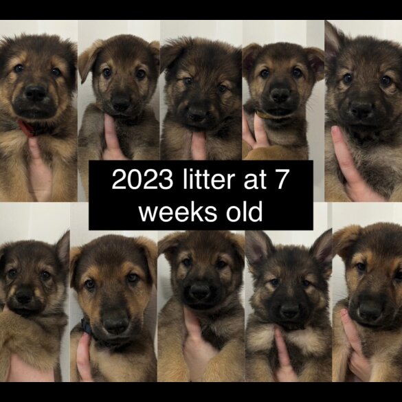 German Shepherd (Alsatian) - Both
