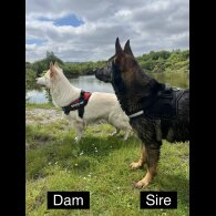 German Shepherd (Alsatian) - Both